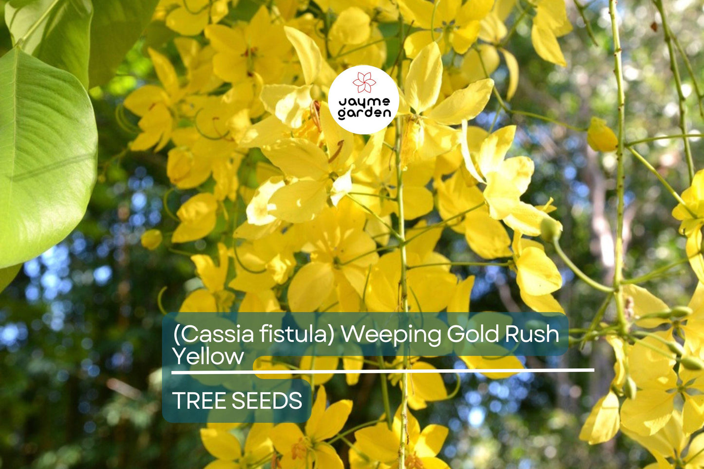 10 Golden Shower Tree (Cassia fistula) Seeds – 30-40' Tall, Weeping Yellow Flowers, Fast Growing