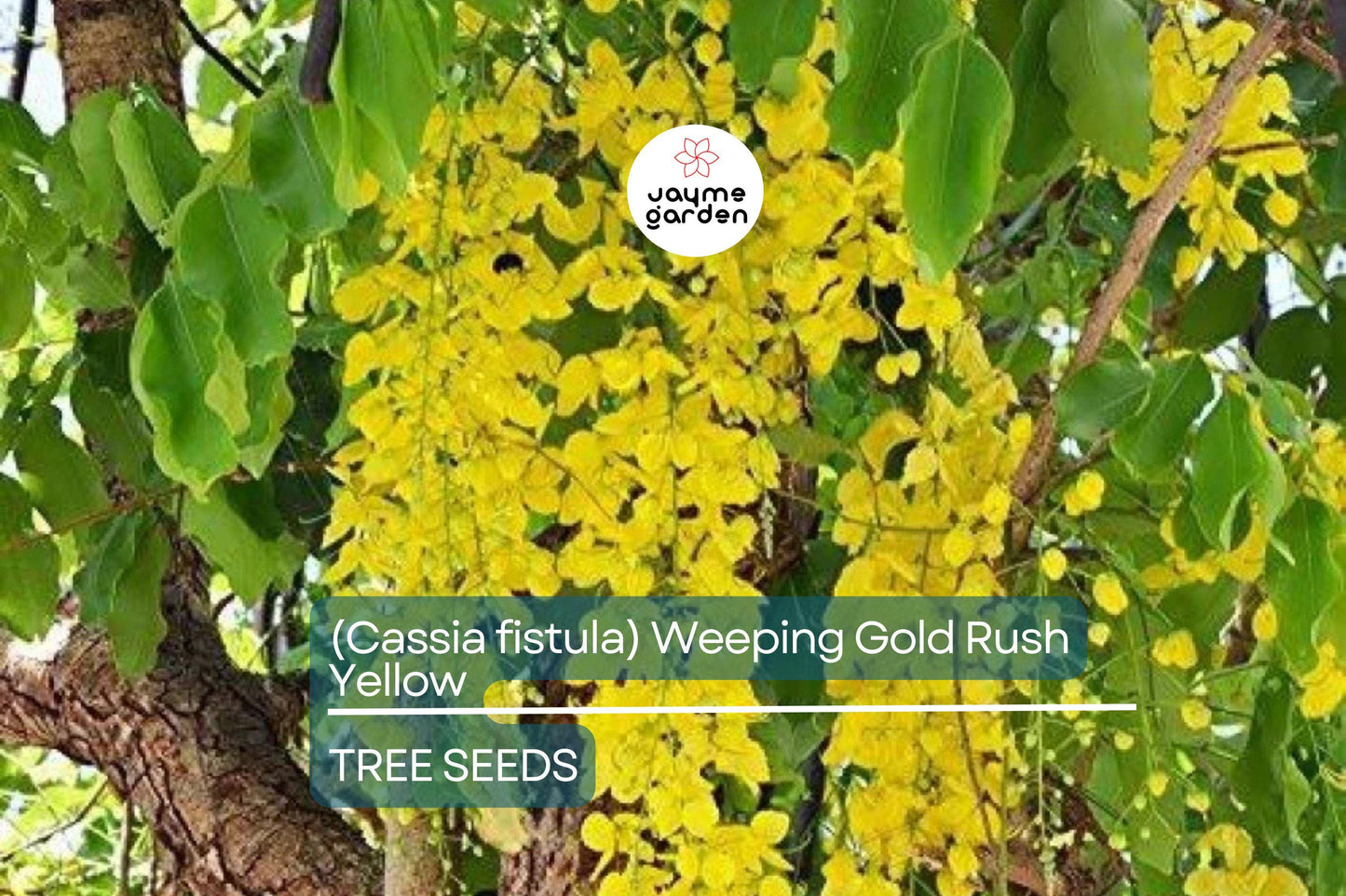 10 Golden Shower Tree (Cassia fistula) Seeds – 30-40' Tall, Weeping Yellow Flowers, Fast Growing