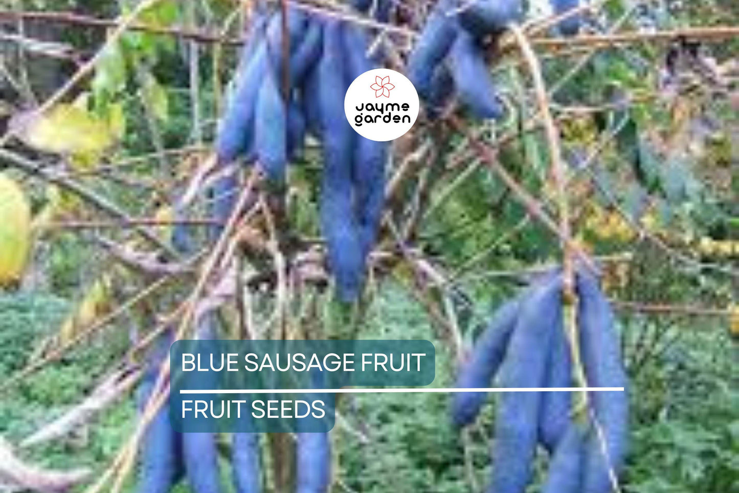 5 Blue Sausage Fruit Tree Seeds (Decaisnea fargesii) – Hardy Ornamental Shrub, 20' Tall