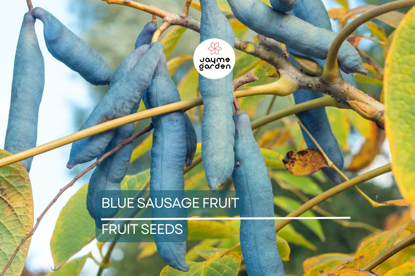 5 Blue Sausage Fruit Tree Seeds (Decaisnea fargesii) – Hardy Ornamental Shrub, 20' Tall