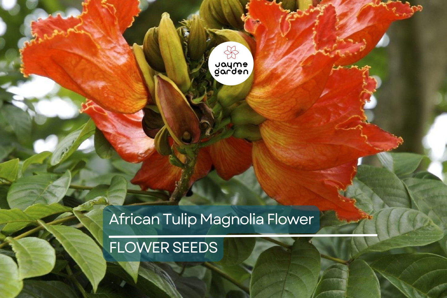 10 African Tulip Tree Seeds (Spathodea campanulata) – Exotic Blooms, 50 Ft Tall, Zones 10-12