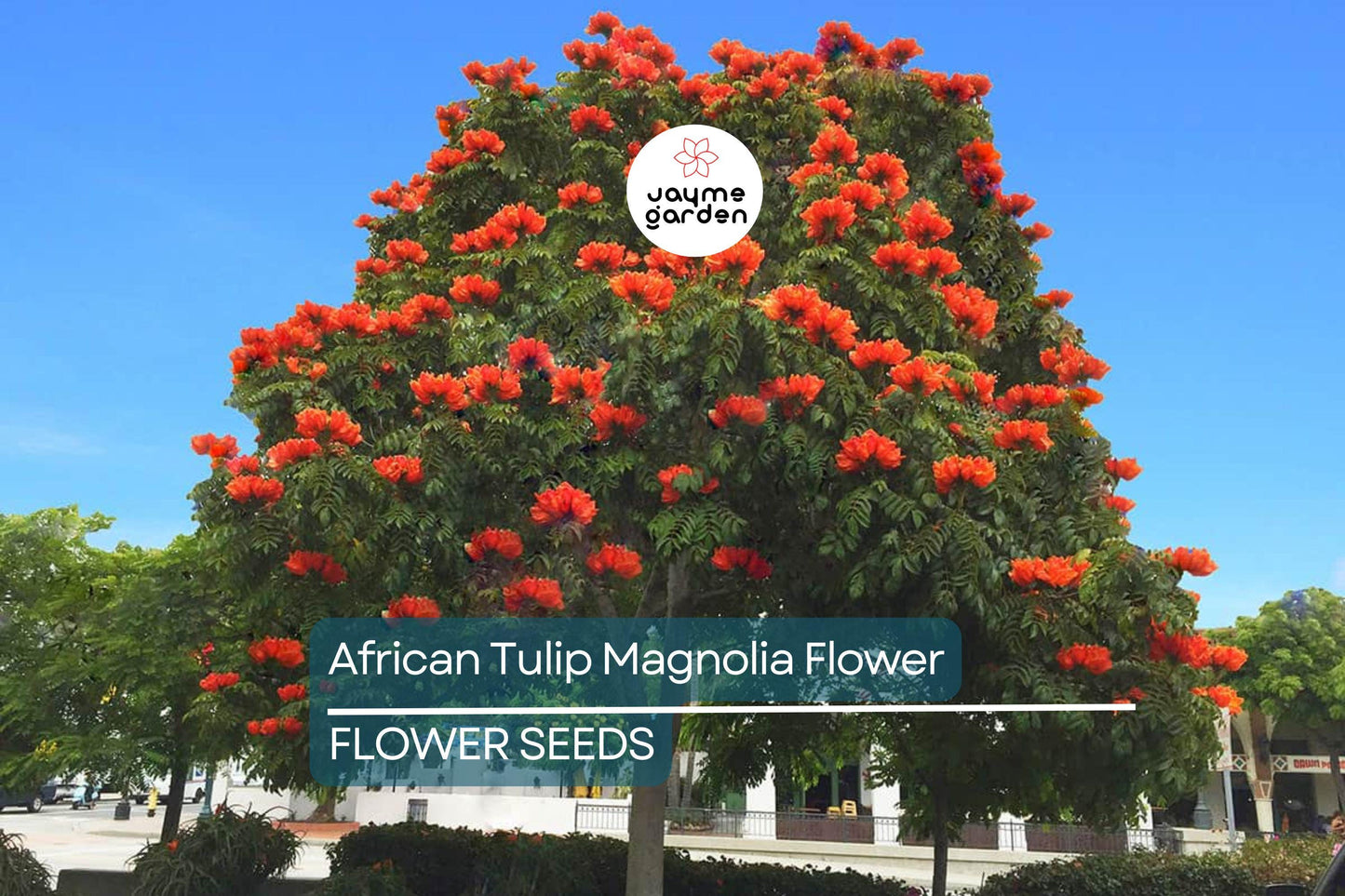 10 African Tulip Tree Seeds (Spathodea campanulata) – Exotic Blooms, 50 Ft Tall, Zones 10-12