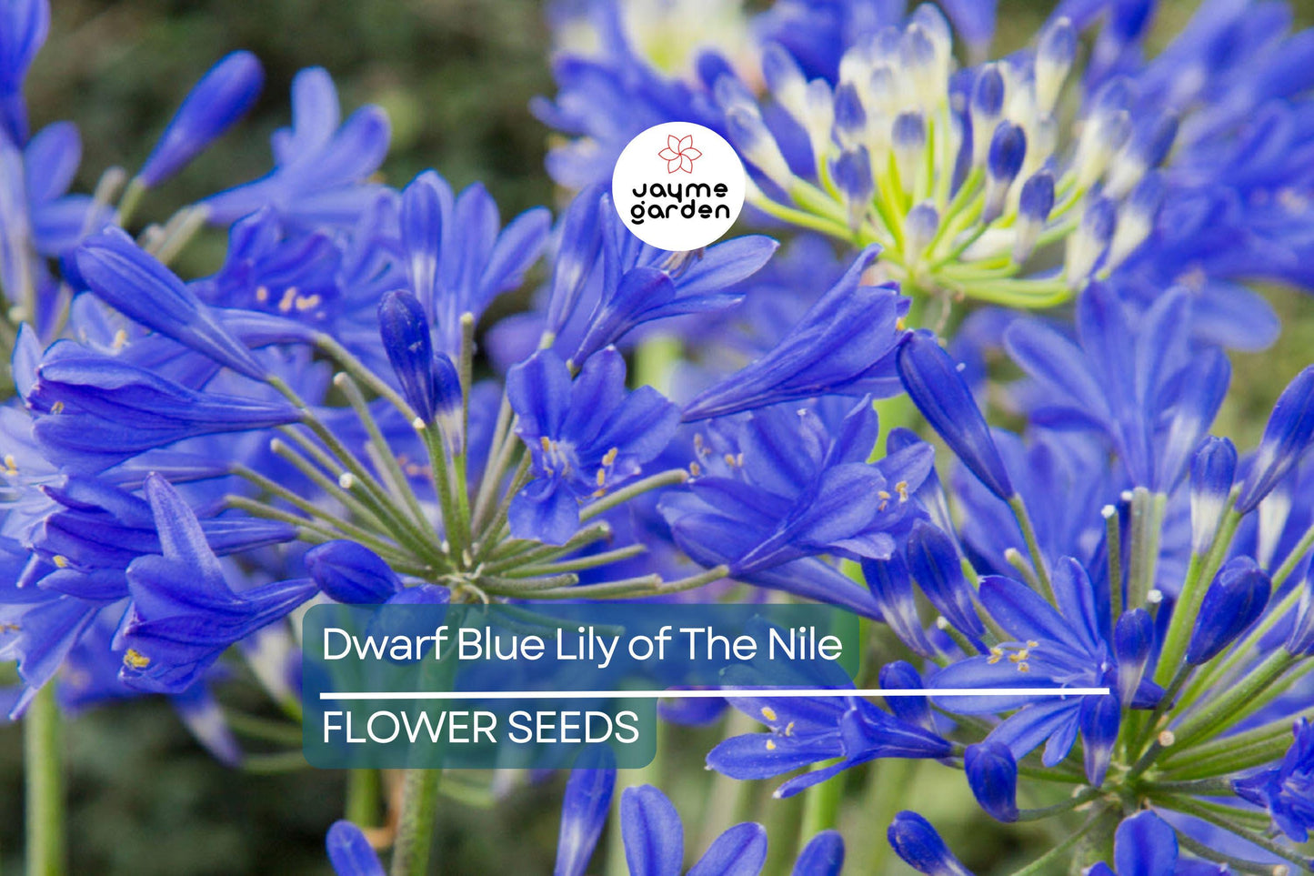 25 Dwarf Blue Lily of the Nile Seeds – Agapanthus ‘Peter Pan’ Perennial Flower, Zone 8-11