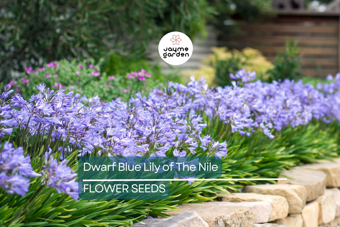 25 Dwarf Blue Lily of the Nile Seeds – Agapanthus ‘Peter Pan’ Perennial Flower, Zone 8-11