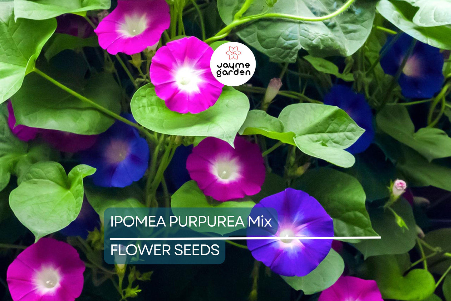 20 Ipomoea Purpurea Mix Tall Morning Glory Seeds - Fast Hardy Climber, Blue, Purple, Pink Flowers, 8-10 ft Vine, Attracts Pollinators