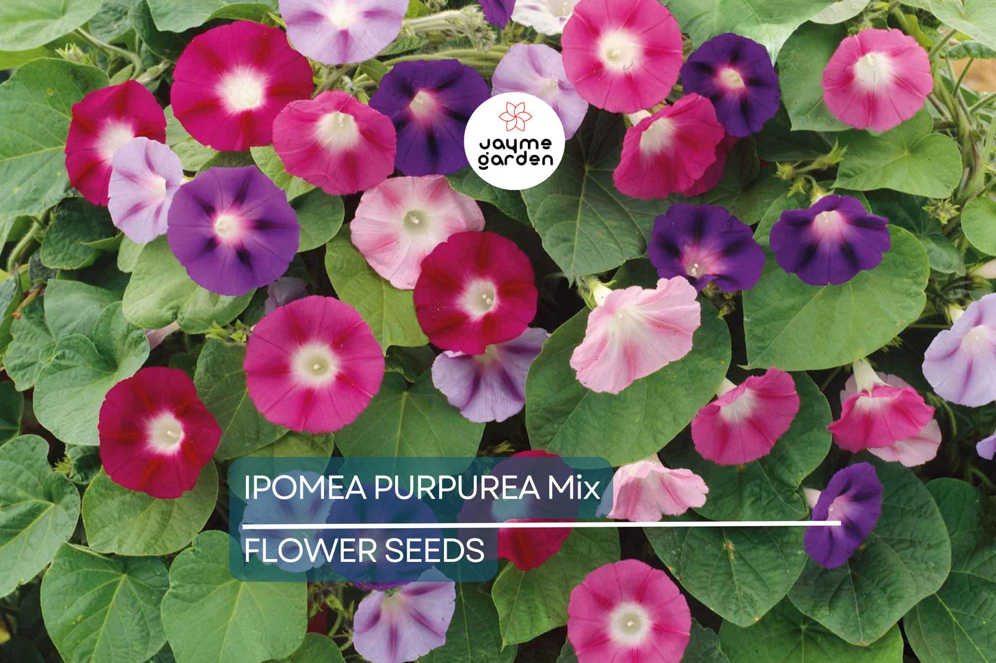 20 Ipomoea Purpurea Mix Tall Morning Glory Seeds - Fast Hardy Climber, Blue, Purple, Pink Flowers, 8-10 ft Vine, Attracts Pollinators