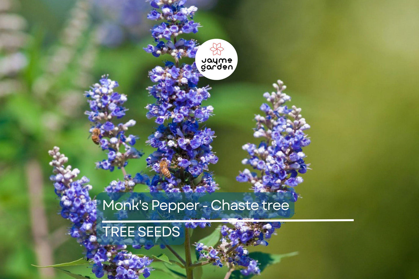 20 Chaste Tree Seeds – Vitex agnus-castus, Hardy Lilac Flowers, Deer Resistant, Attracts Butterflies & Bees, Zones 6-9, Fast Growing