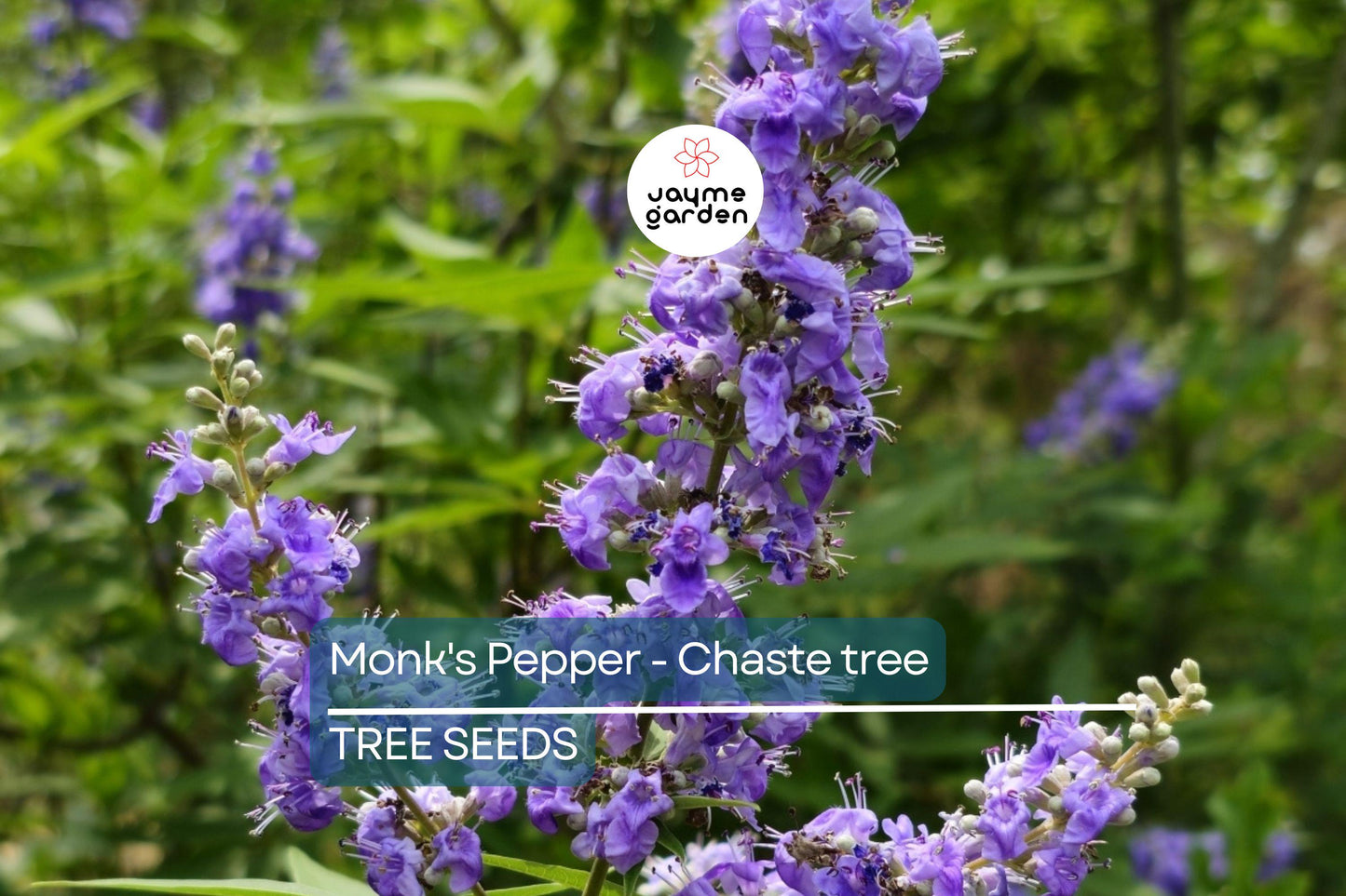 20 Chaste Tree Seeds – Vitex agnus-castus, Hardy Lilac Flowers, Deer Resistant, Attracts Butterflies & Bees, Zones 6-9, Fast Growing