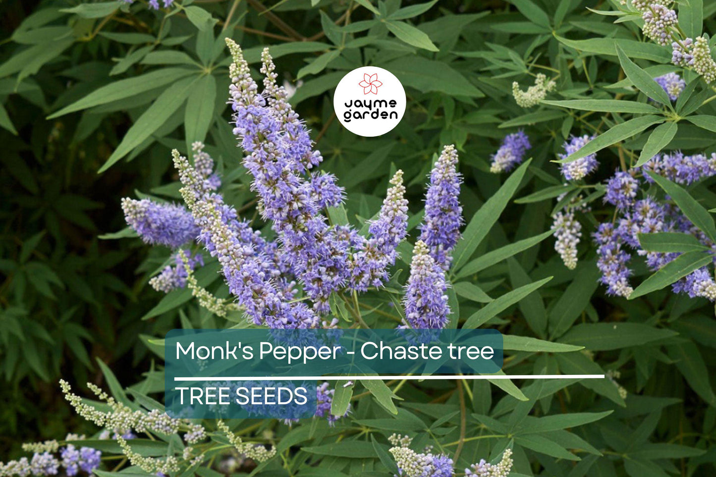 20 Chaste Tree Seeds – Vitex agnus-castus, Hardy Lilac Flowers, Deer Resistant, Attracts Butterflies & Bees, Zones 6-9, Fast Growing