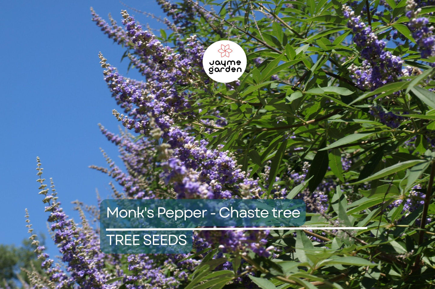 20 Chaste Tree Seeds – Vitex agnus-castus, Hardy Lilac Flowers, Deer Resistant, Attracts Butterflies & Bees, Zones 6-9, Fast Growing