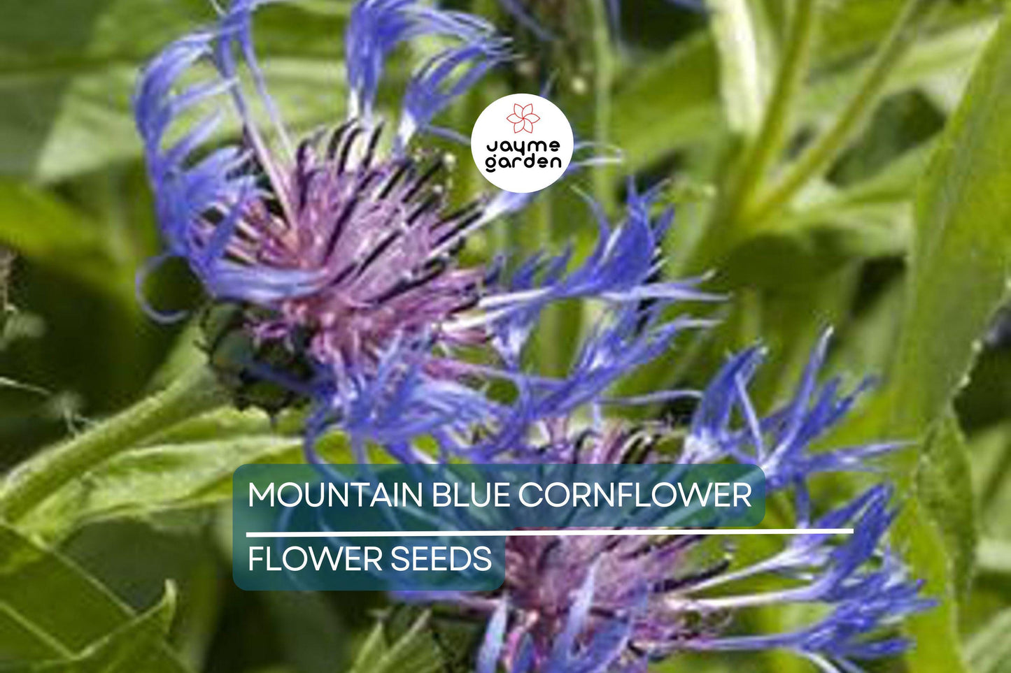 20 Mountain Blue Cornflower Seeds (Centaurea montana) - 1-2ft Tall, Cold Hardy Perennial, Pollinator-Friendly