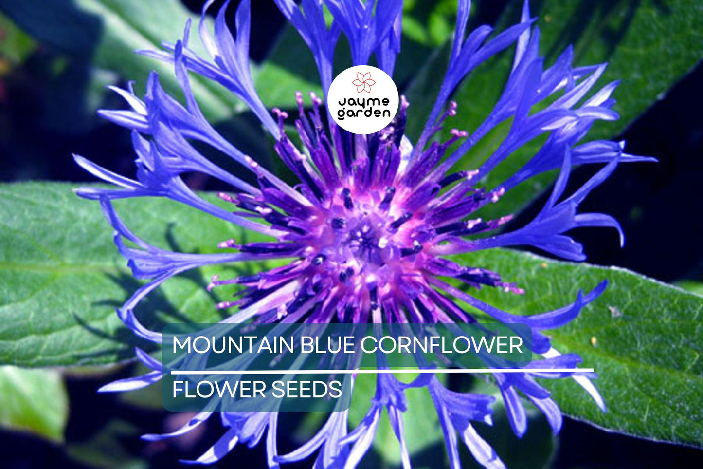 20 Mountain Blue Cornflower Seeds (Centaurea montana) - 1-2ft Tall, Cold Hardy Perennial, Pollinator-Friendly