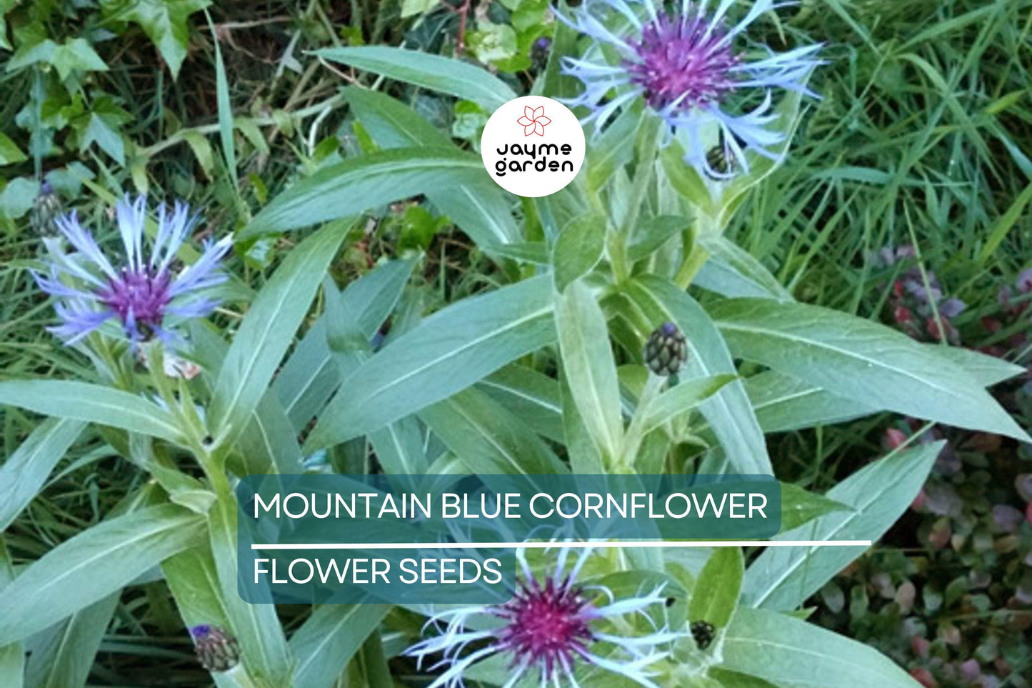 20 Mountain Blue Cornflower Seeds (Centaurea montana) - 1-2ft Tall, Cold Hardy Perennial, Pollinator-Friendly