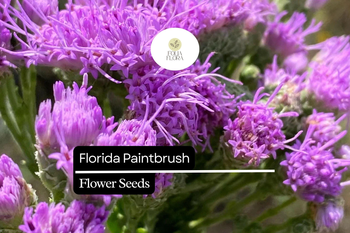 Florida Paintbrush Seeds (Carphephorus corymbosus) | 25 Seeds | Purple Wildflowers | Pollinator-Friendly