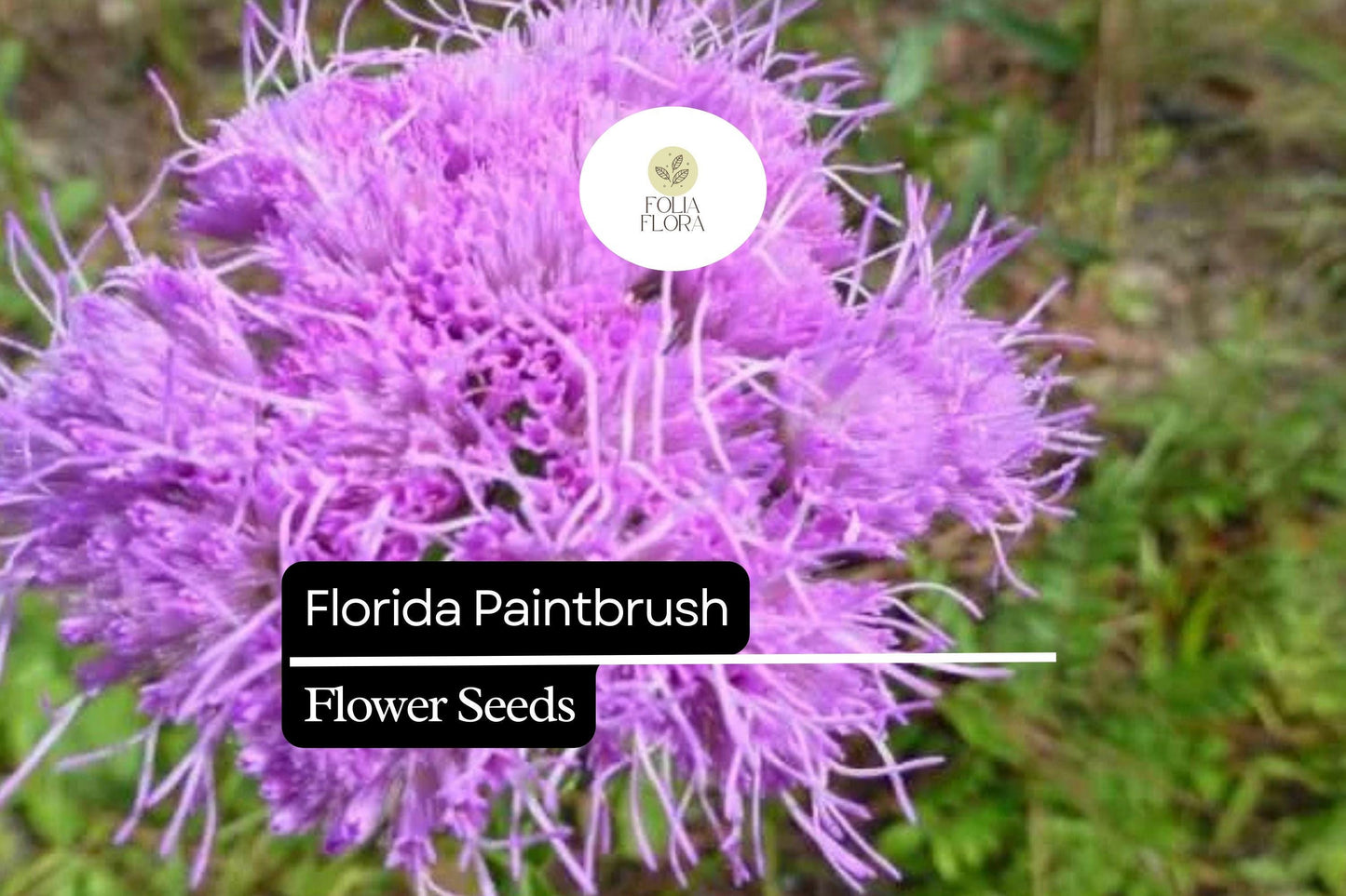 Florida Paintbrush Seeds (Carphephorus corymbosus) | 25 Seeds | Purple Wildflowers | Pollinator-Friendly