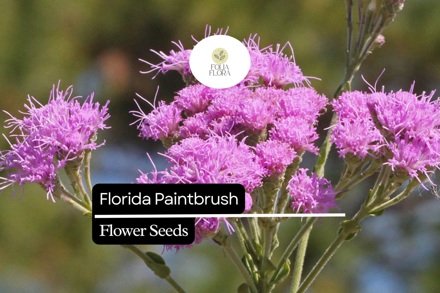 Florida Paintbrush Seeds (Carphephorus corymbosus) | 25 Seeds | Purple Wildflowers | Pollinator-Friendly