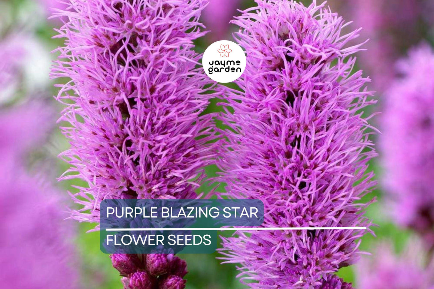 50 Purple Blazing Star Seeds (Liatris spicata) – Cold Hardy Butterfly Plant, Tall Purple Spikes, USDA Zones 3-9, Pollinator Garden Favorite