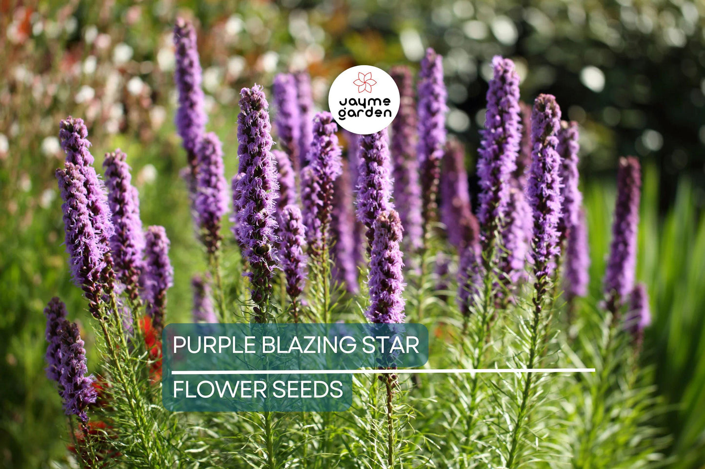 50 Purple Blazing Star Seeds (Liatris spicata) – Cold Hardy Butterfly Plant, Tall Purple Spikes, USDA Zones 3-9, Pollinator Garden Favorite