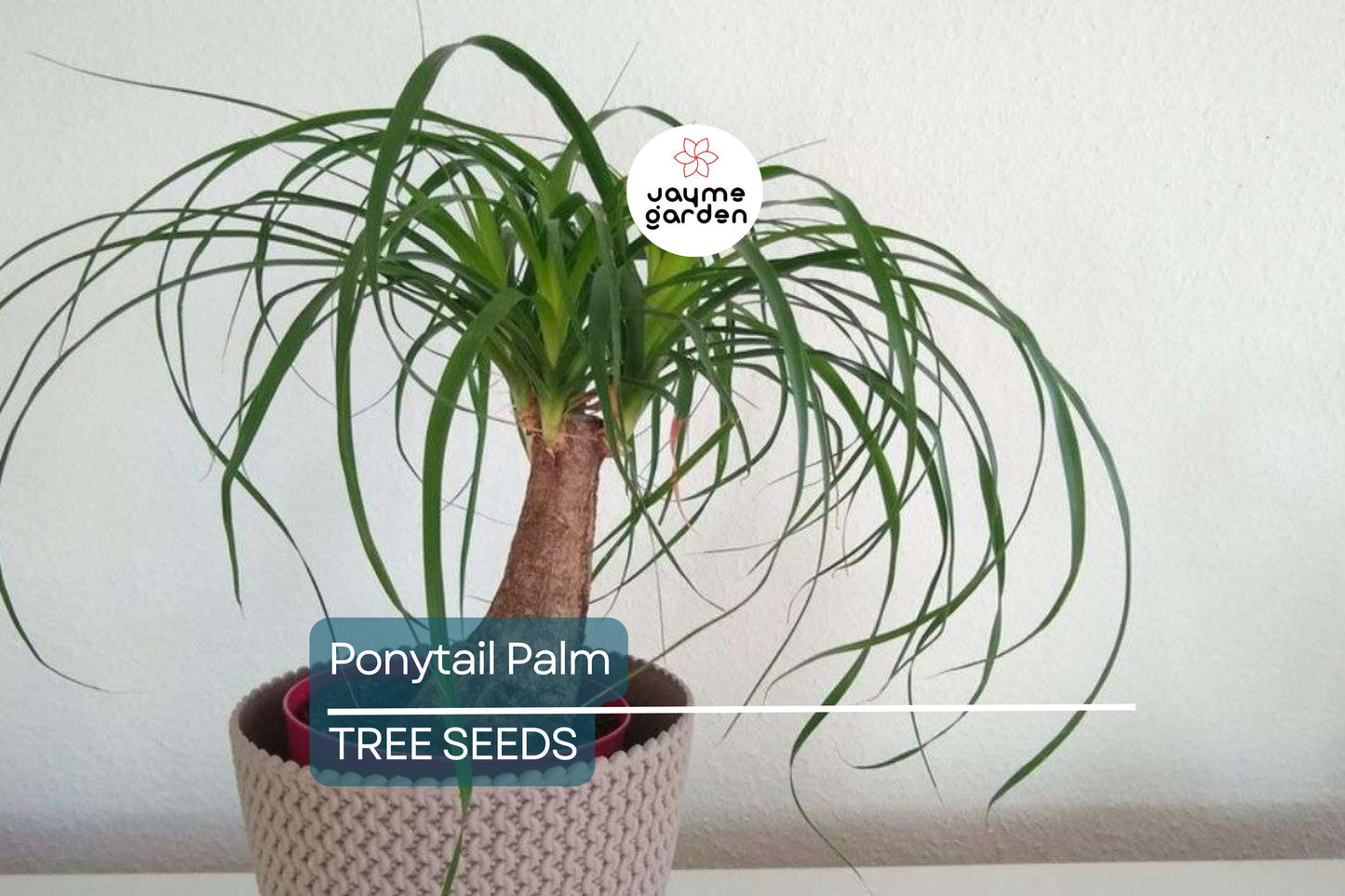 10 Ponytail Palm Tree Seeds (Beaucarnea recurvata) – Rare Elephant Foot Caudex, Indoor Houseplant, USDA Zones 9-11, Low Maintenance