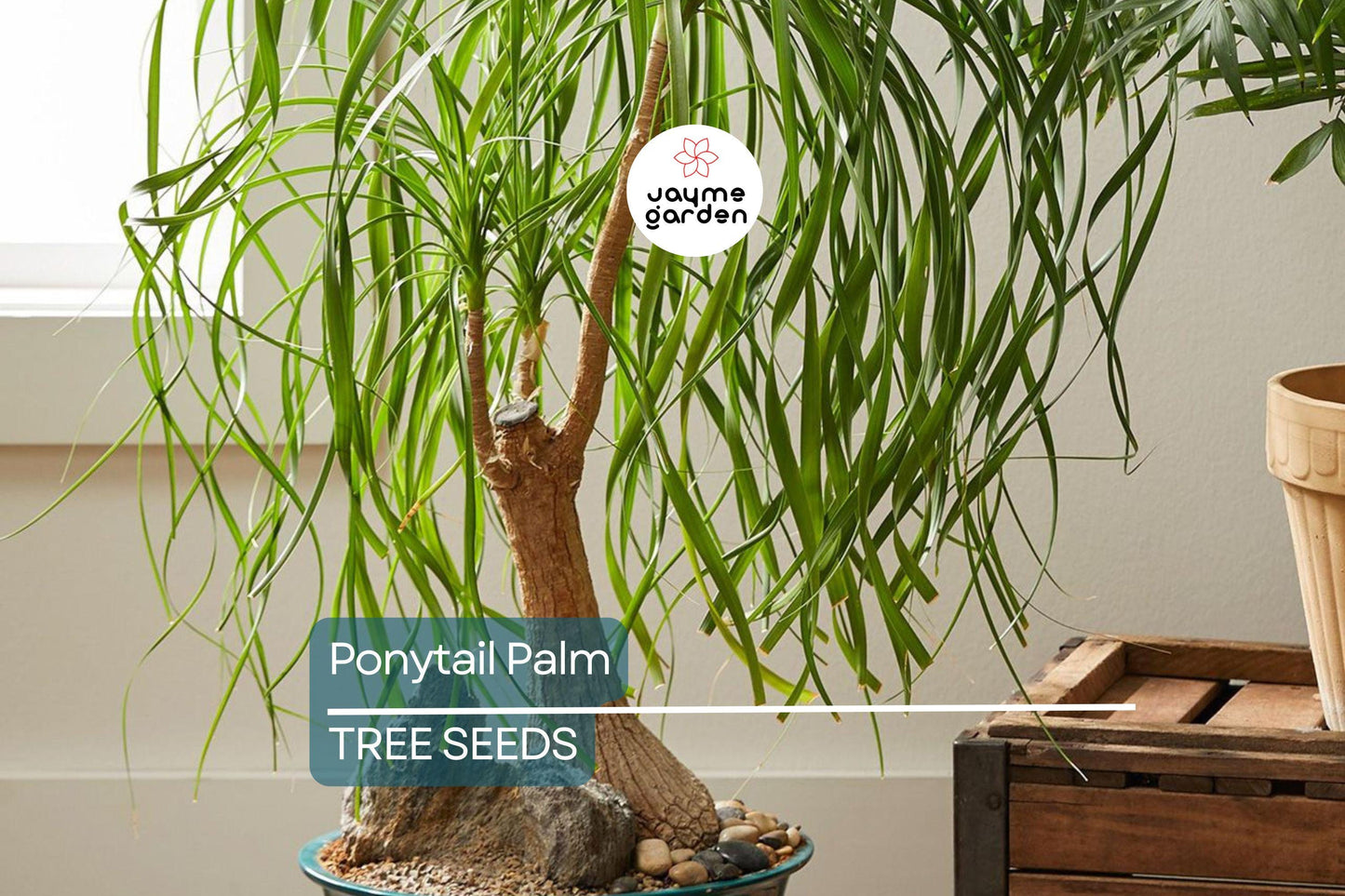 10 Ponytail Palm Tree Seeds (Beaucarnea recurvata) – Rare Elephant Foot Caudex, Indoor Houseplant, USDA Zones 9-11, Low Maintenance