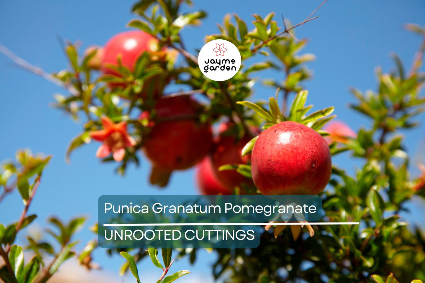 Punica Granatum Pomegranate Tree Cuttings, 6” Live Plants, Fast-Growing, Evergreen, Fruit-Bearing, USDA Zones 7-11, Organic