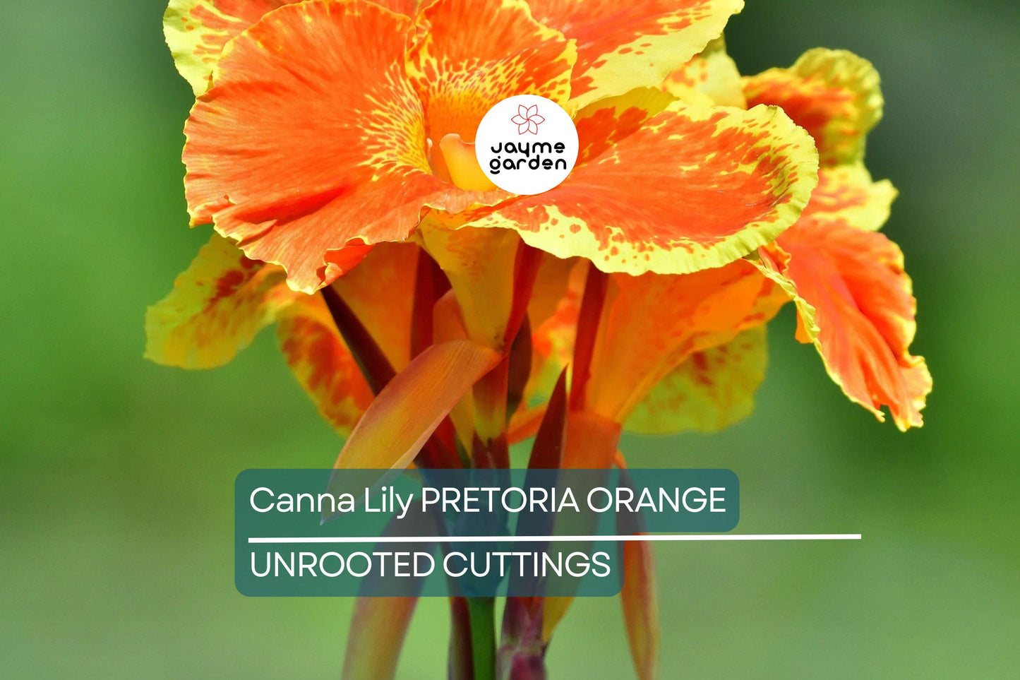 Canna Lily Pretoria Bengal Tiger Bulb, Orange Variegated Flowers, Tropical Accent, Award-Winning, USDA Zones 8-11, Live Plant Bulb