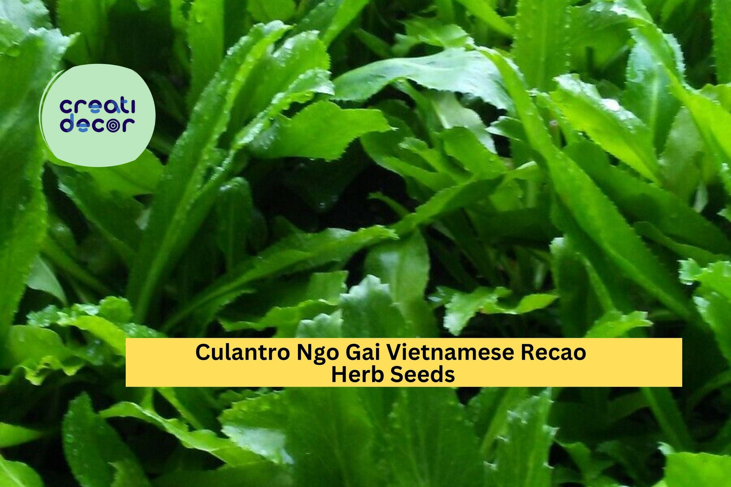 Culantro Ngo Gai Seeds – 100mg for Planting, Vietnamese Recao, Strong Aroma, Heirloom Herb, Garden & Container, Easy to Grow