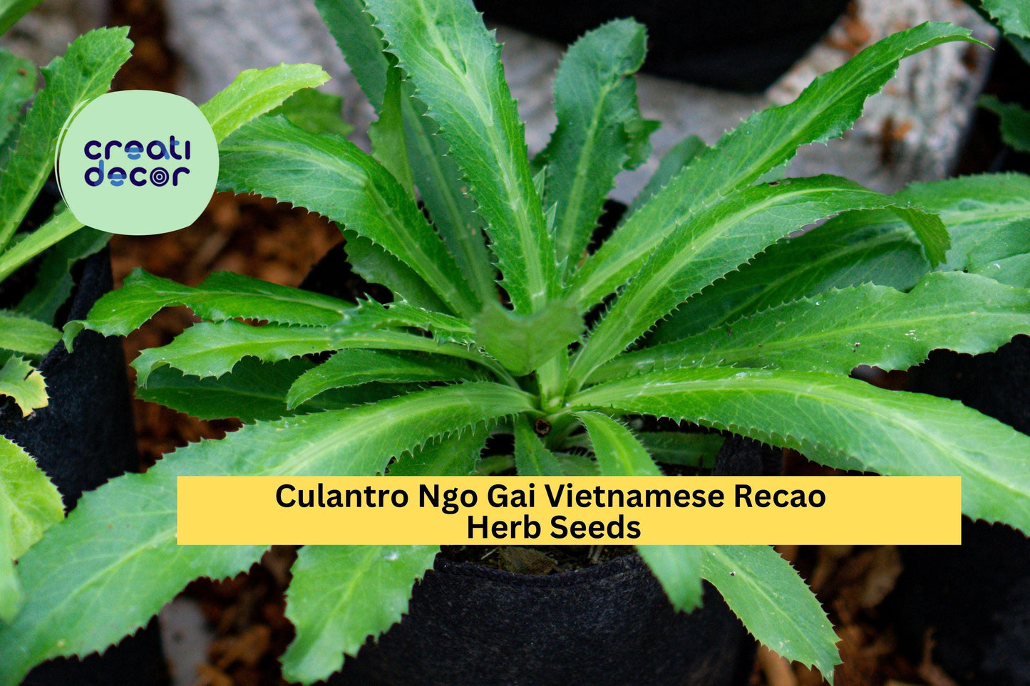 Culantro Ngo Gai Seeds – 100mg for Planting, Vietnamese Recao, Strong Aroma, Heirloom Herb, Garden & Container, Easy to Grow