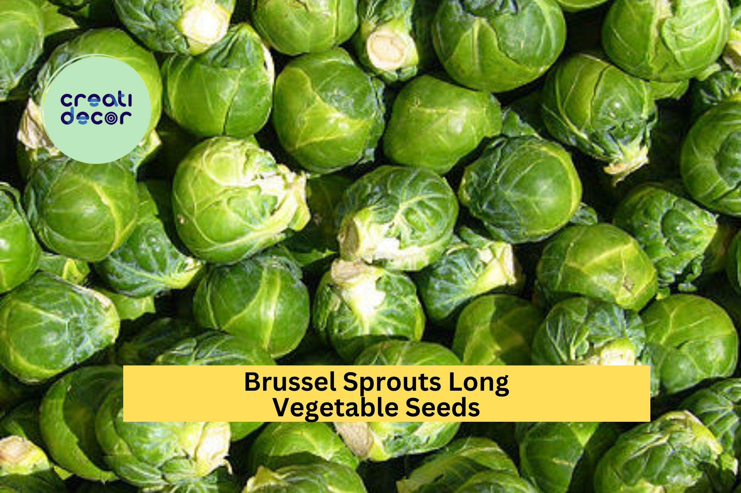 Brussels Sprouts Long Island Improved Seeds – 1g for Planting, Heirloom, Cold Hardy, High Yield, Compact Growth, Garden & Container