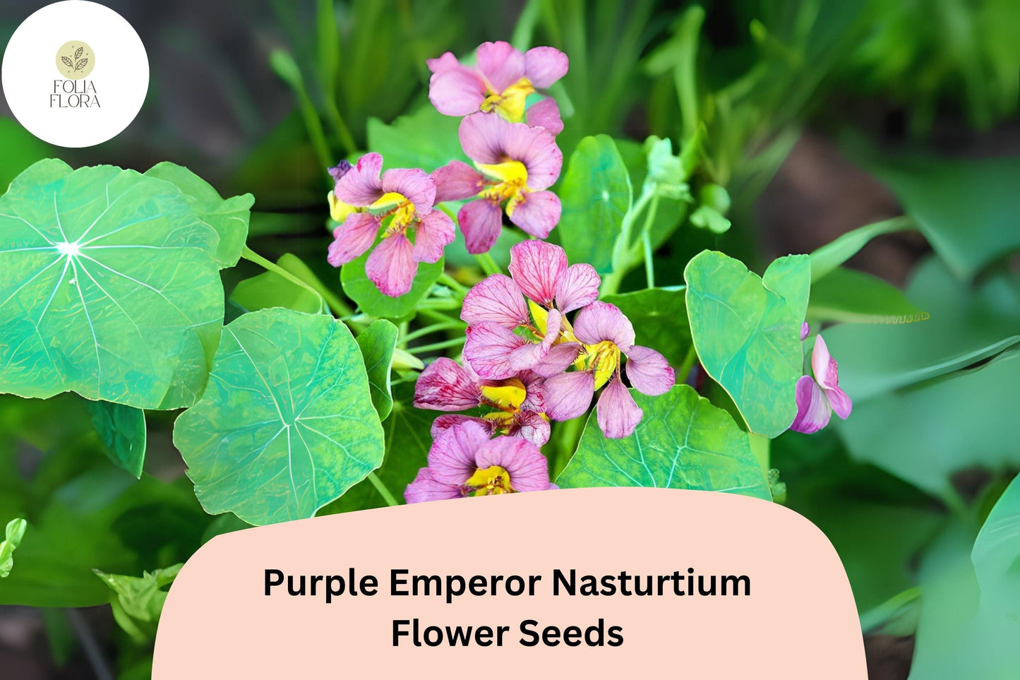 Tropaeolum majus Purple Emperor Nasturtium Seeds – 50+ Deep Burgundy Blooms for Garden & Containers