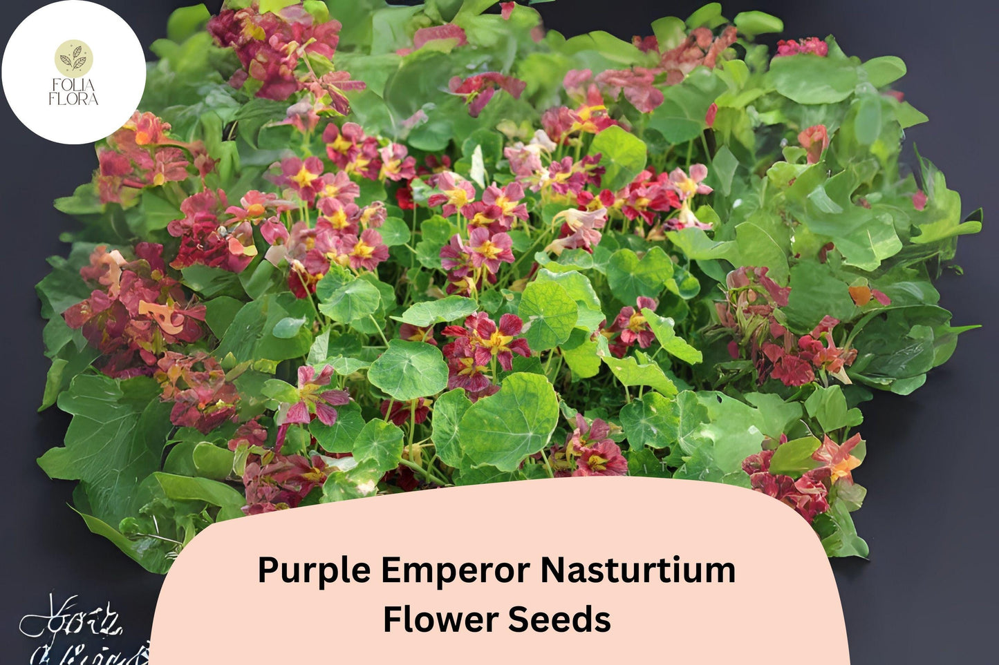 Tropaeolum majus Purple Emperor Nasturtium Seeds – 50+ Deep Burgundy Blooms for Garden & Containers