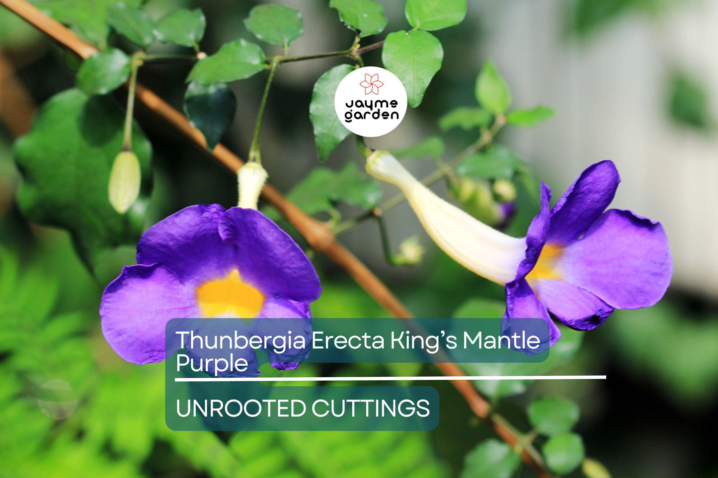 Thunbergia Erecta King’s Mantle Cuttings - 7 Purple Flowering Shrubs, Fast-Growing, Perennial, USDA Zones 9-11