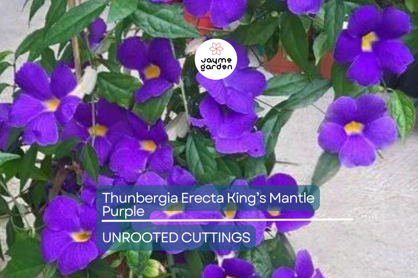 Thunbergia Erecta King’s Mantle Cuttings - 7 Purple Flowering Shrubs, Fast-Growing, Perennial, USDA Zones 9-11