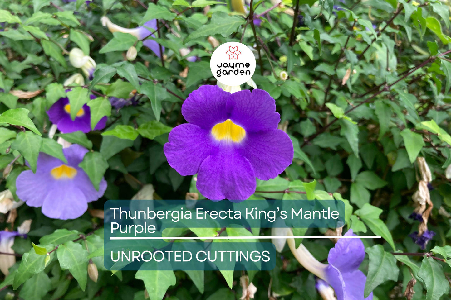 Thunbergia Erecta King’s Mantle Cuttings - 7 Purple Flowering Shrubs, Fast-Growing, Perennial, USDA Zones 9-11