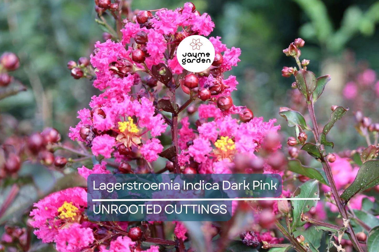 Dark Pink Crepe Myrtle Cuttings - 7 Live 6" Cuttings, Fast-Growing, Flowering Tree for Outdoor Gardens, USDA Zones 7-10