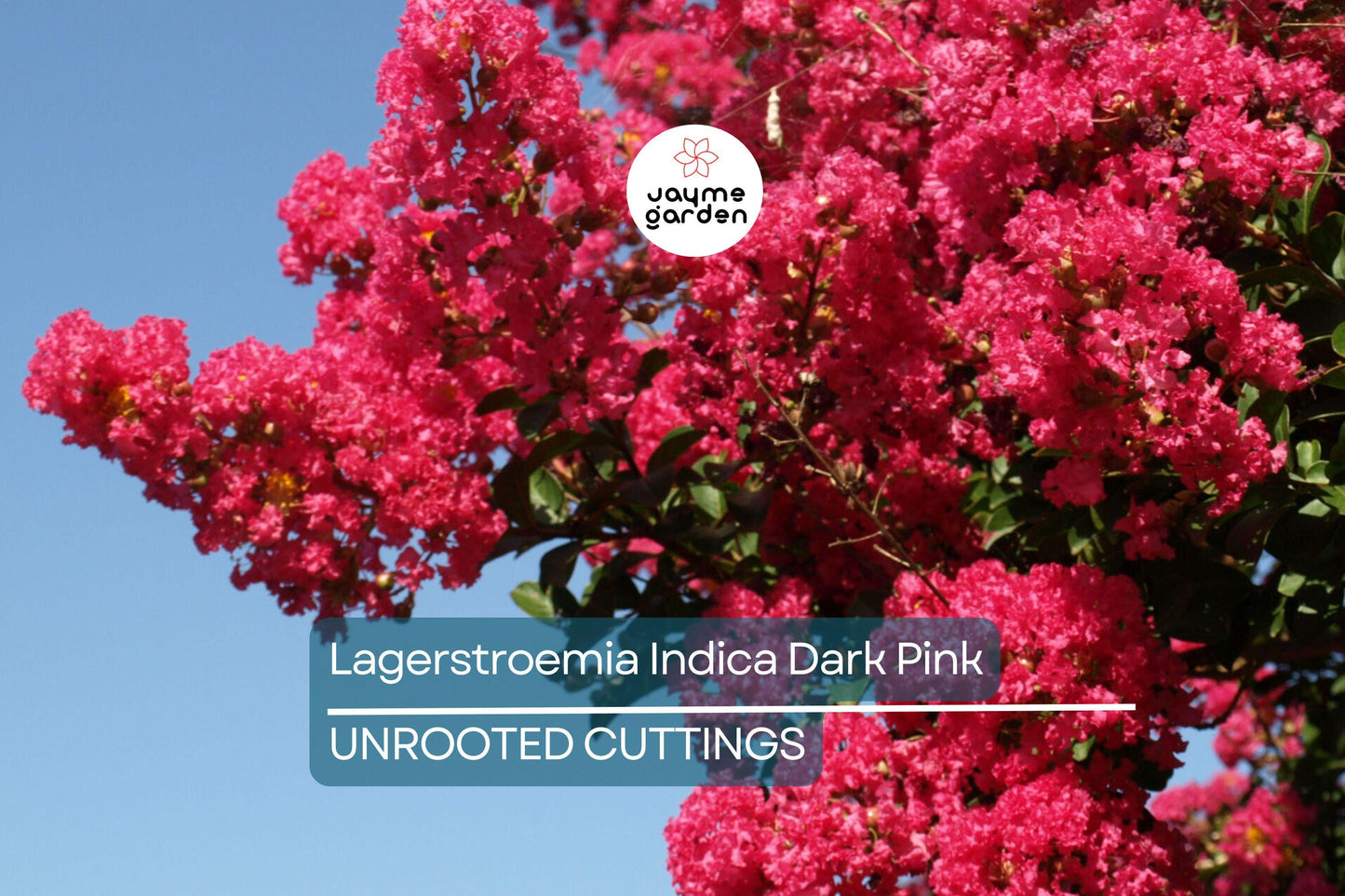 Dark Pink Crepe Myrtle Cuttings - 7 Live 6" Cuttings, Fast-Growing, Flowering Tree for Outdoor Gardens, USDA Zones 7-10