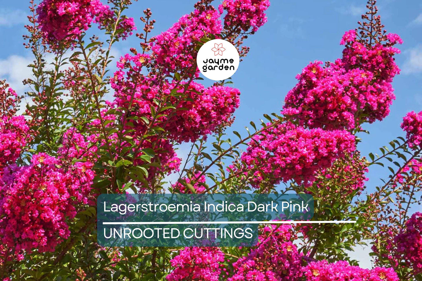 Dark Pink Crepe Myrtle Cuttings - 7 Live 6" Cuttings, Fast-Growing, Flowering Tree for Outdoor Gardens, USDA Zones 7-10