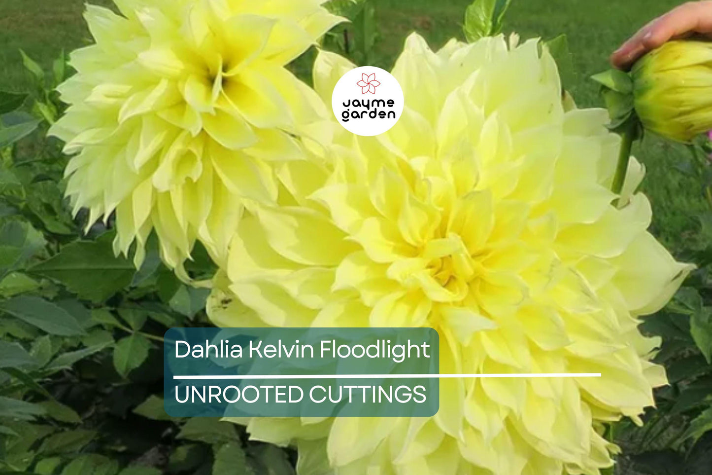 Dahlia Kelvin Floodlight 36-48" Live Flower Bulb Tuber | Yellow Dinnerplate Dahlia | Large 12" Blooms