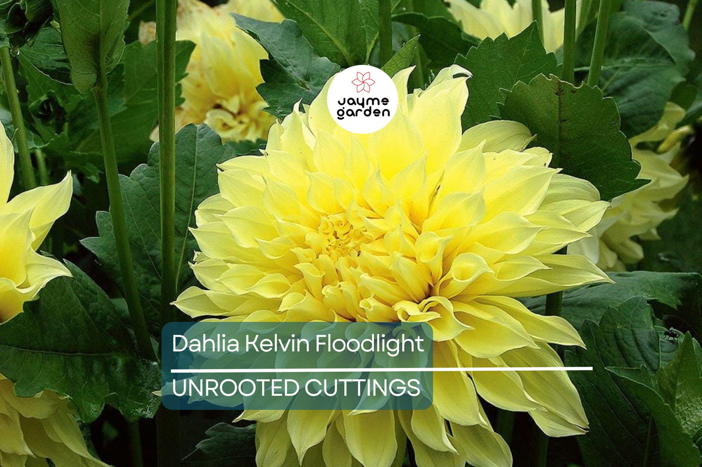 Dahlia Kelvin Floodlight 36-48" Live Flower Bulb Tuber | Yellow Dinnerplate Dahlia | Large 12" Blooms
