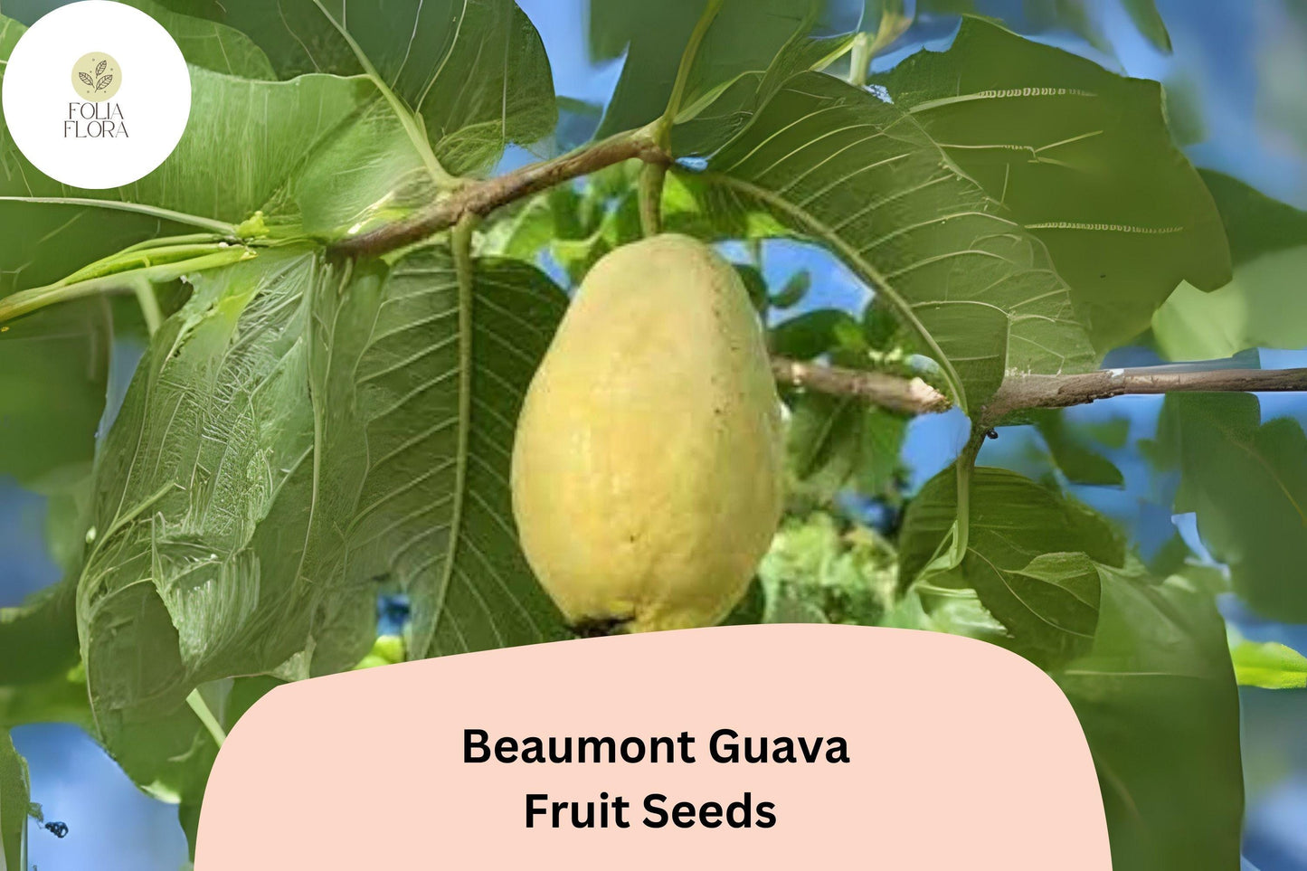 50+ Beaumont Guava Seeds – Grow Psidium guajava Tropical Fruit Tree for Garden & Home