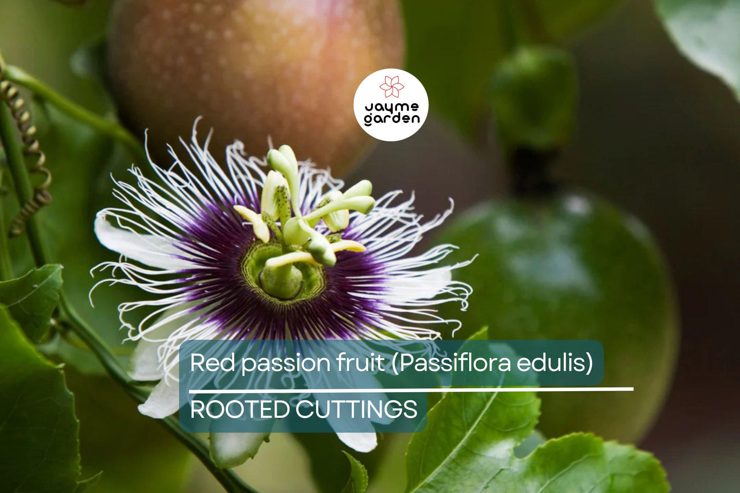Red Passion Fruit Starter Plant - Passiflora edulis Live Vine 1'-2' | Tropical Fruit Plant for Home Garden