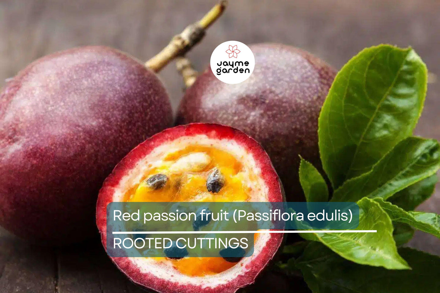 Red Passion Fruit Starter Plant - Passiflora edulis Live Vine 1'-2' | Tropical Fruit Plant for Home Garden