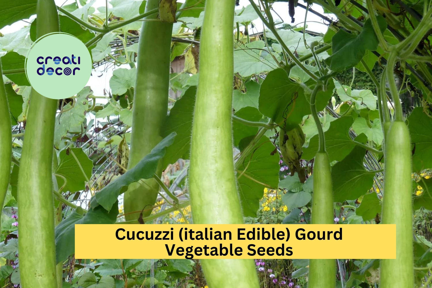 Cucuzzi Italian Edible Gourd Seeds – 10 Seeds for Planting, Heirloom Variety, Long , High Yield, Fast Growing, Garden & Trellis