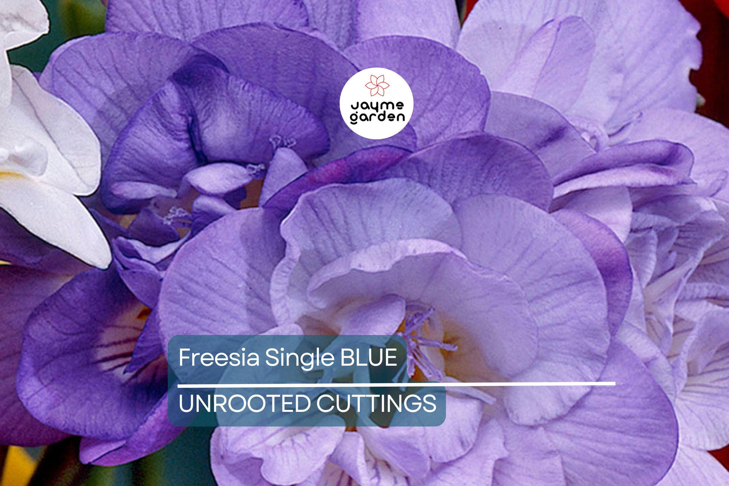 Freesia Single Blue Bulbs - 5 Fragrant Flower Bulbs, Violet-Blue Blooms, Perfect for Gardens & Containers, USDA Zones 9-10