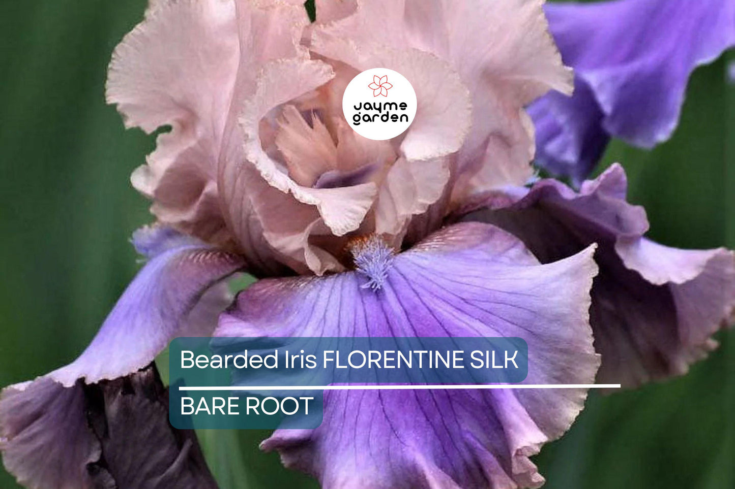 Bearded Iris Florentine Silk - Pink, Lavender, Purple Blooms, Fragrant, Deer-Resistant, USDA Zones 3-10