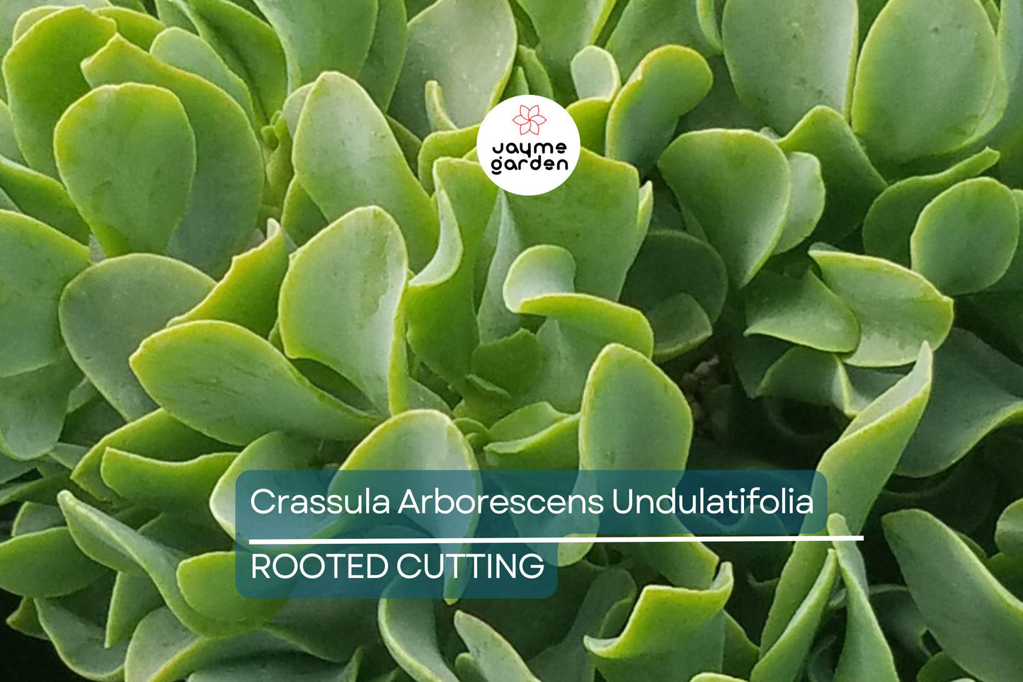 Ripple Jade Succulent - 3" Rooted Plant, Wavy Blue-Green Foliage, Perfect for Indoors or Outdoors, USDA Zones 9-11