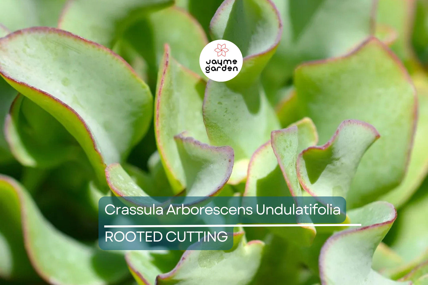 Ripple Jade Succulent - 3" Rooted Plant, Wavy Blue-Green Foliage, Perfect for Indoors or Outdoors, USDA Zones 9-11