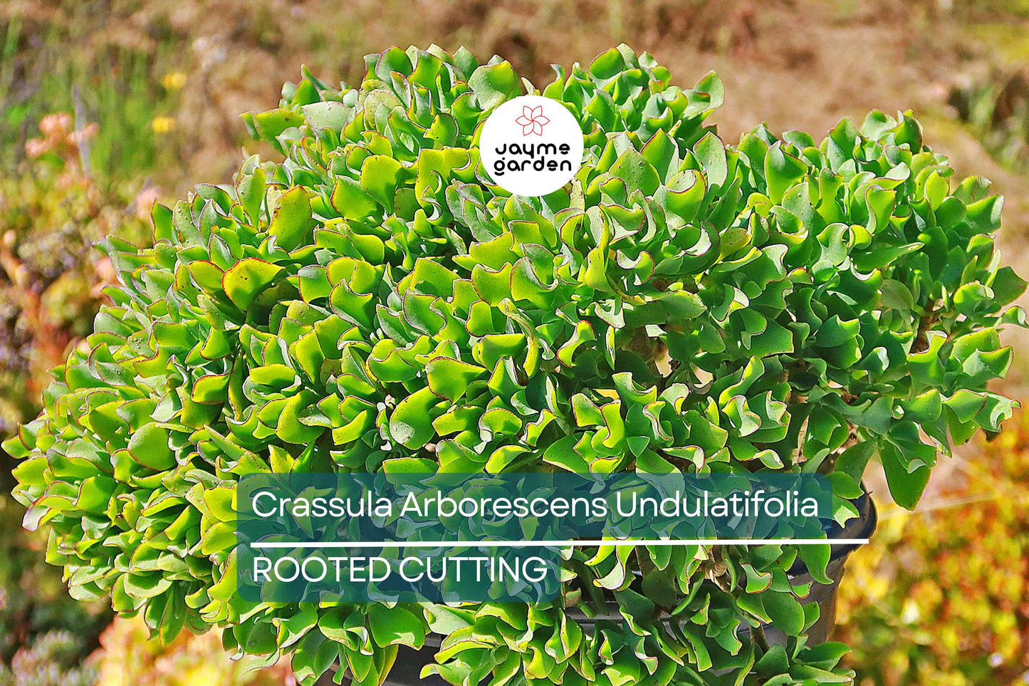 Ripple Jade Succulent - 3" Rooted Plant, Wavy Blue-Green Foliage, Perfect for Indoors or Outdoors, USDA Zones 9-11