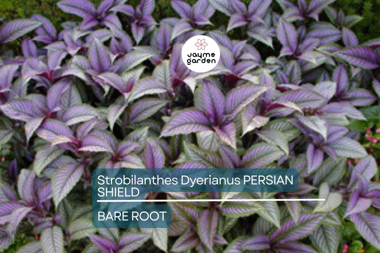 Strobilanthes Dyerianus Persian Shield Live Plant – 4” Tall, Purple Silver Foliage, Heat & Drought Tolerant