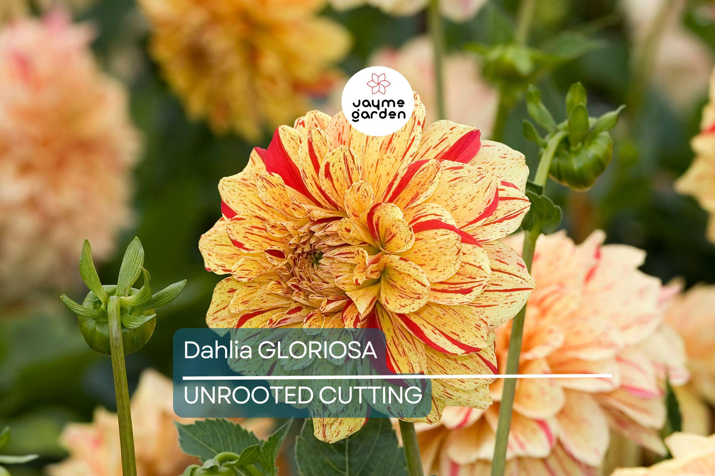 Dahlia Gloriosa 1 Live Flower Plant Bulb Tuber – Yellow Red Variegated, 6.5" Flowers, Mid-Season Bloomer